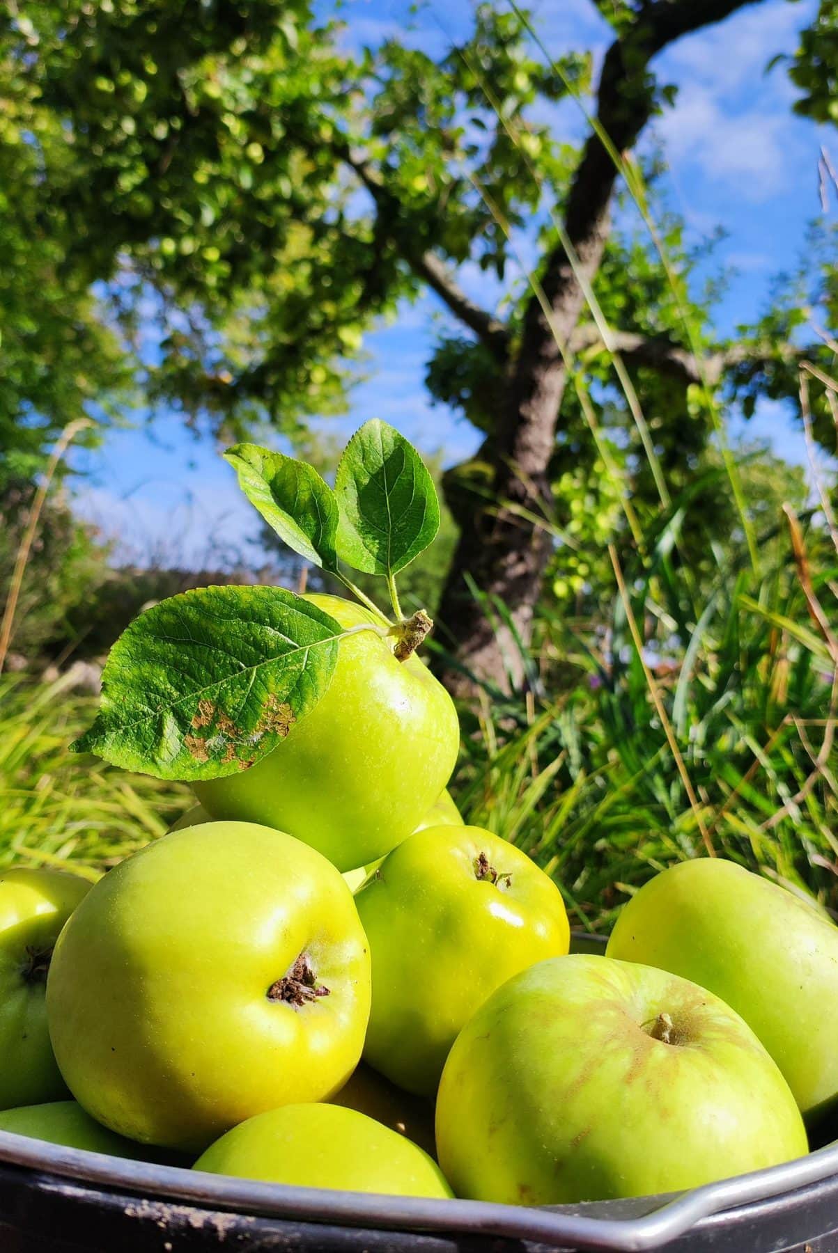 Green apples with leaves in a metal bowl, with the trunk of the tree they came from behind.