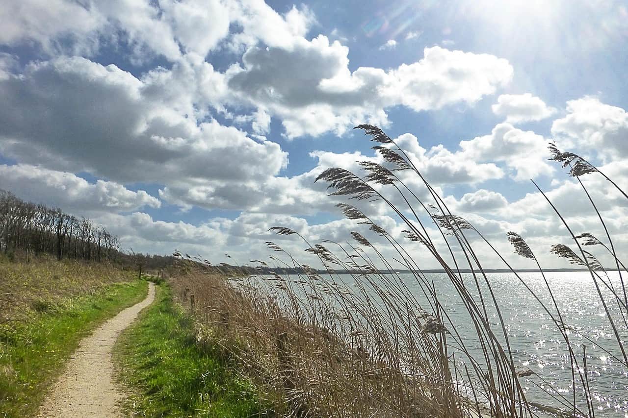 A sandy path running between reeds and meadow along the water, the sun high behind piled-up clouds.