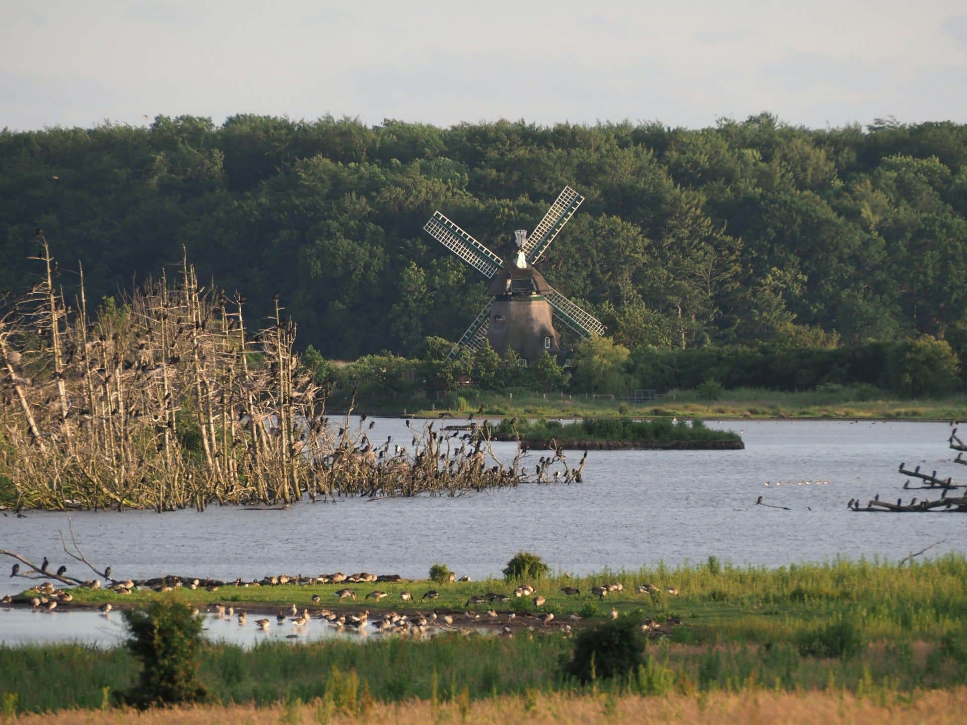 A Dutch windmill on a wooded rise above a lagoon, with dead trees and resting geese along the shore.