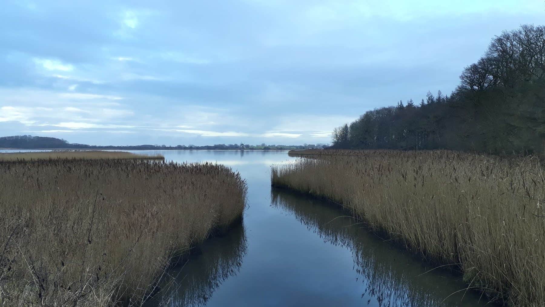 A narrow channel between belts of dead reeds, a wood on the right and the wide bay beyond.